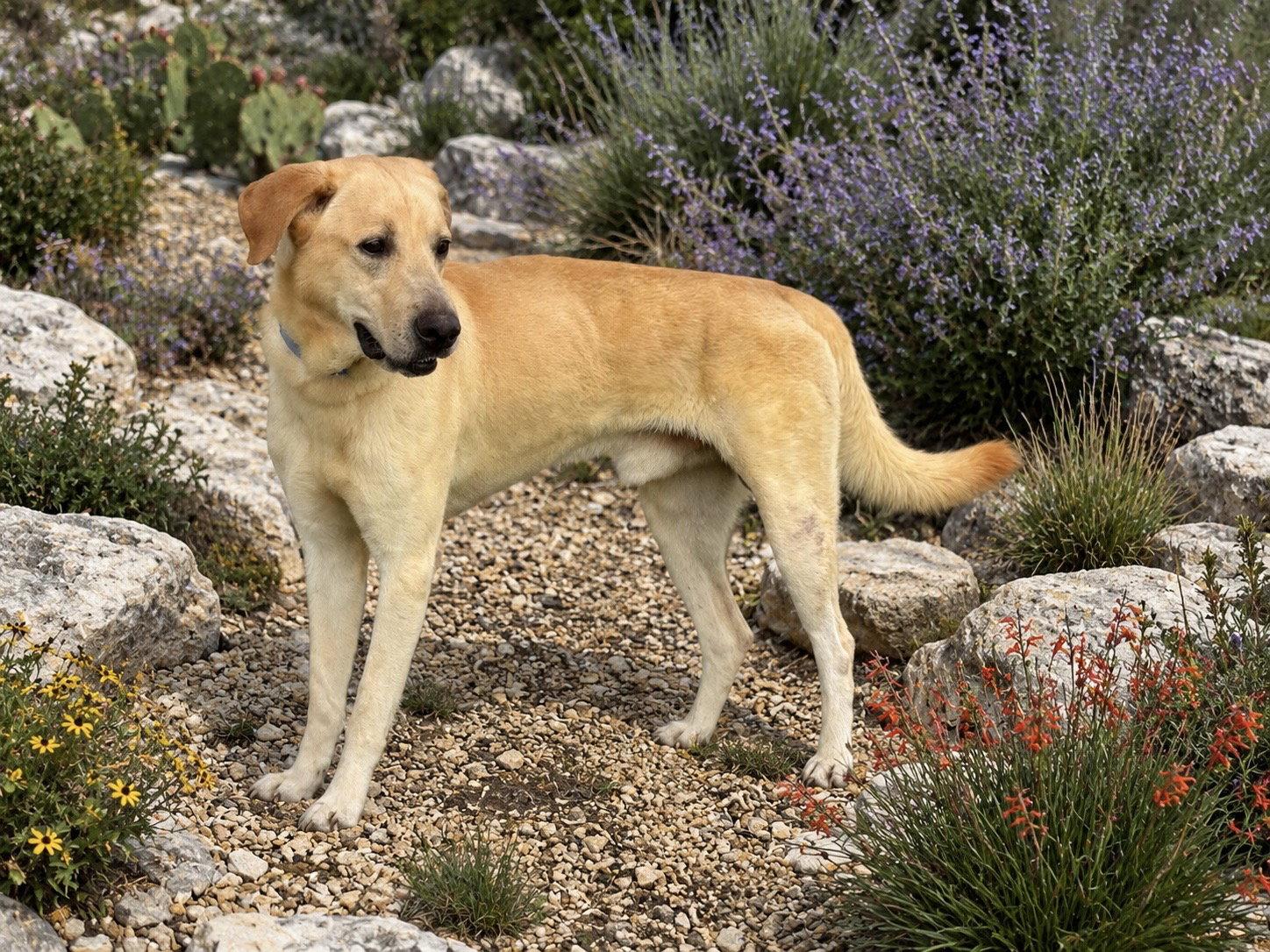 Arnold, a Adoptable Labrador Retriever in Helotes, TX image 1/3