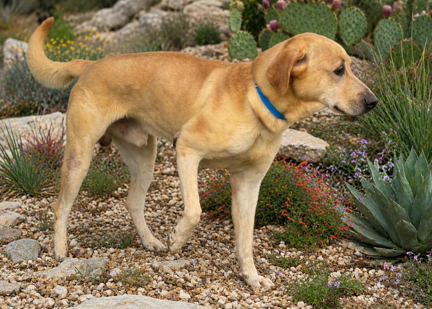 Arnold, a Adoptable Labrador Retriever in Helotes, TX image 2/3