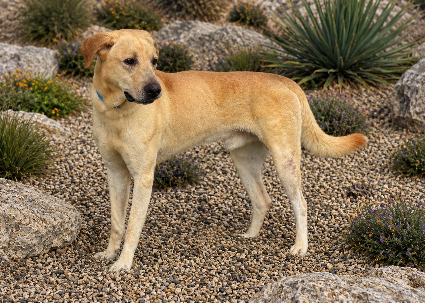 Arnold, a Adoptable Labrador Retriever in Helotes, TX image 3/3