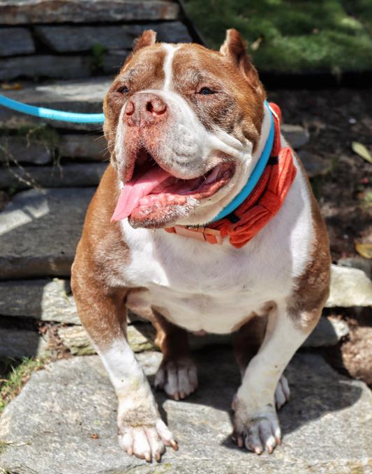 Enlarge Hank is Available at Maison Sûre , a ADOPTABLE mixed breed in Sherman Oaks, CA image 1/5