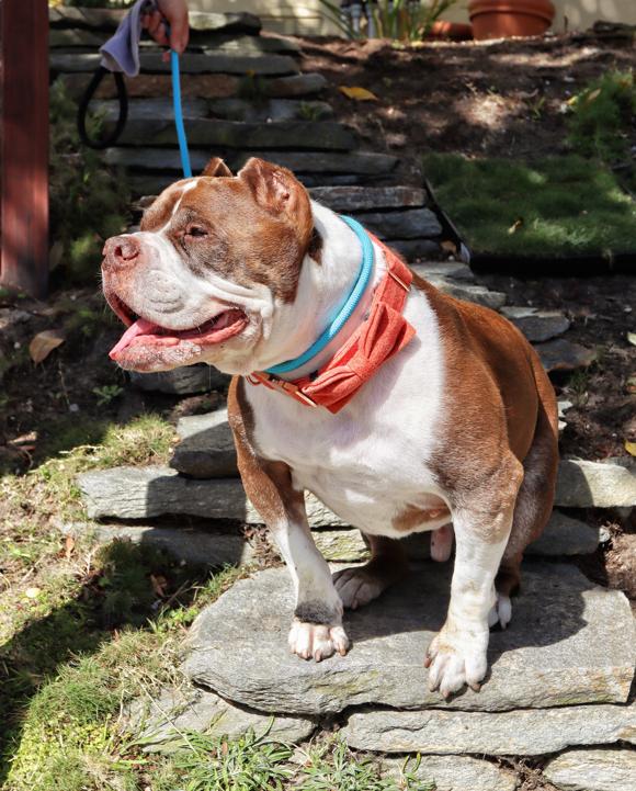Enlarge Hank is Available at Maison Sûre , a ADOPTABLE mixed breed in Sherman Oaks, CA image 4/5