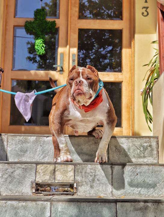 Enlarge Hank is Available at Maison Sûre , a ADOPTABLE mixed breed in Sherman Oaks, CA image 2/5