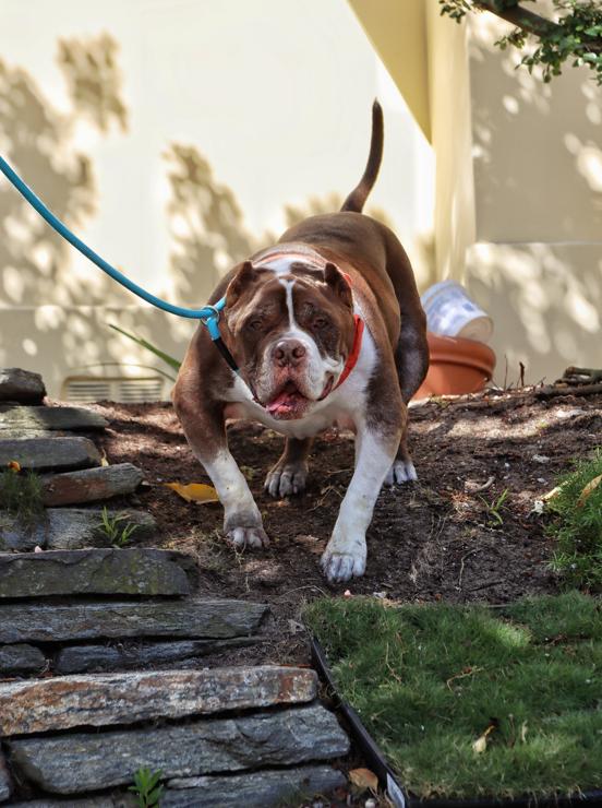 Enlarge Hank is Available at Maison Sûre , a ADOPTABLE mixed breed in Sherman Oaks, CA image 3/5