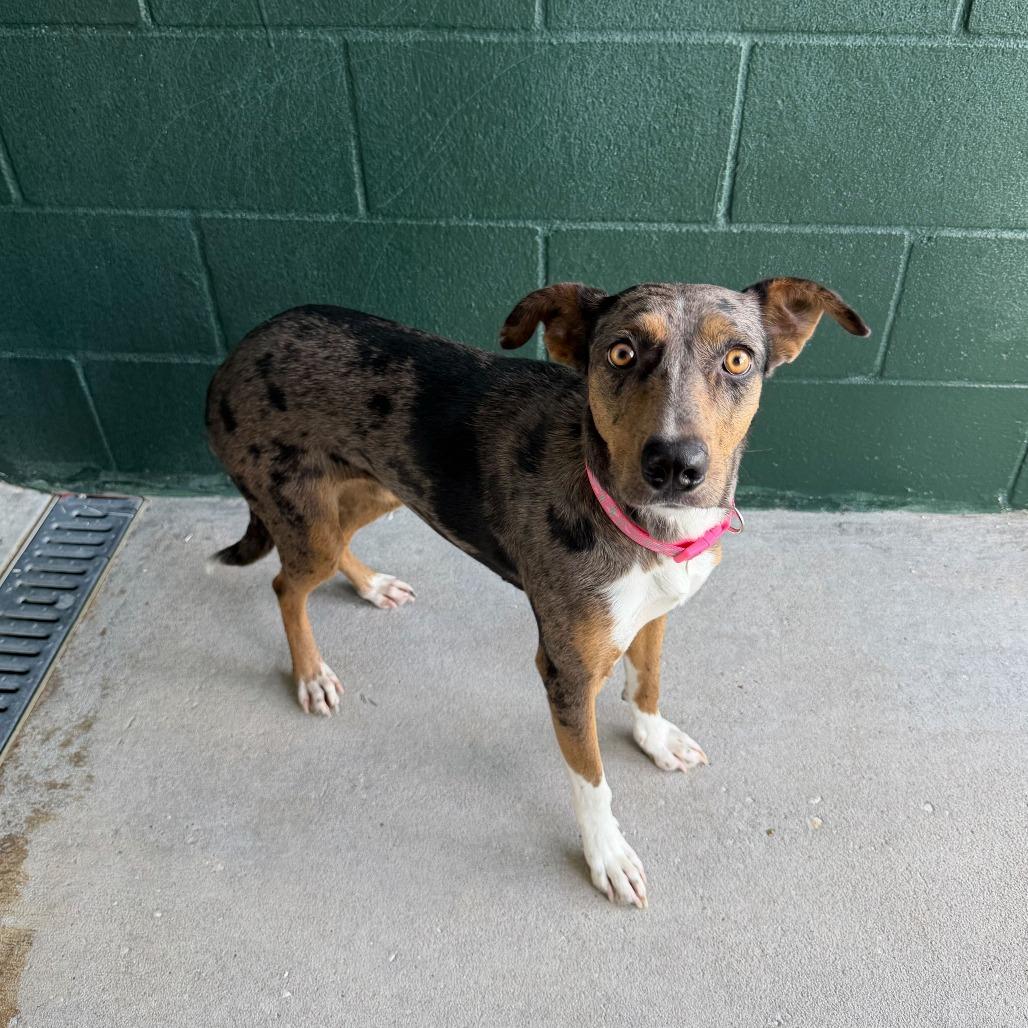 Felly, Adoptable, Young Female Catahoula Leopard Dog.