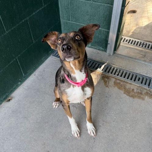 Enlarge Felly, a Adoptable mixed breed in Carencro, LA image 2/6