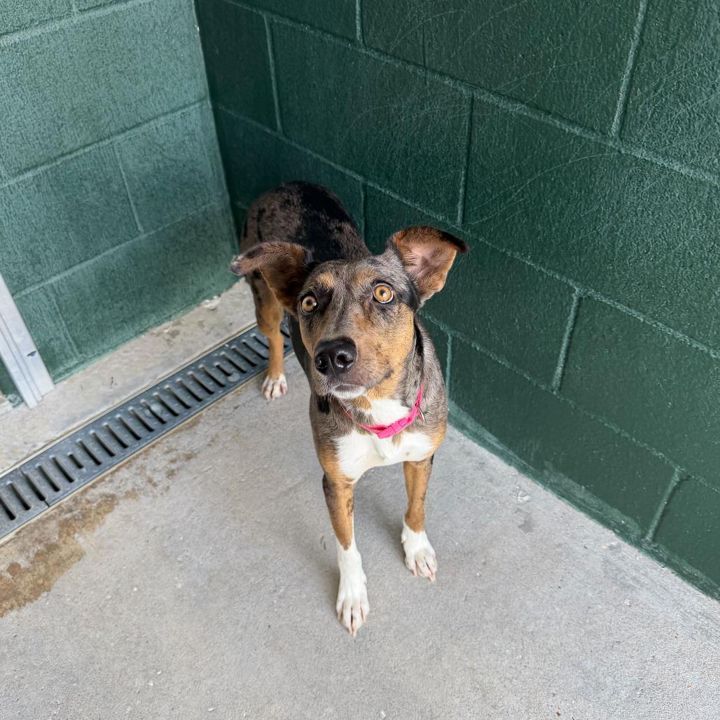 Enlarge Felly, a Adoptable mixed breed in Carencro, LA image 3/6