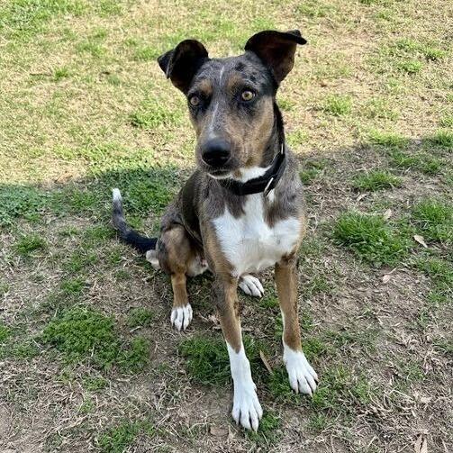 Enlarge Felly, a Adoptable mixed breed in Carencro, LA image 4/6