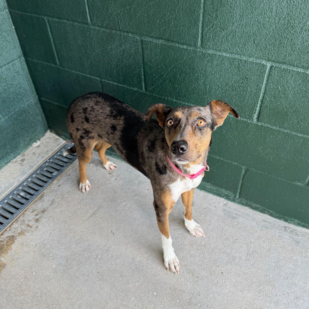 Enlarge Felly, a Adoptable mixed breed in Carencro, LA image 5/6