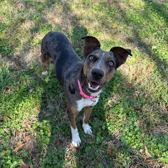 Enlarge Felly, a Adoptable mixed breed in Carencro, LA image 6/6