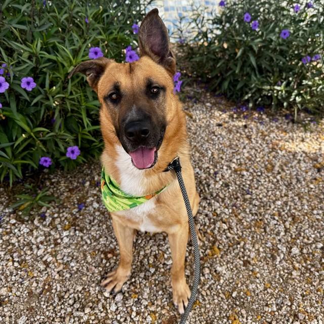 Enlarge TANNER, a Adoptable mixed breed in Mesa, AZ image 1/1