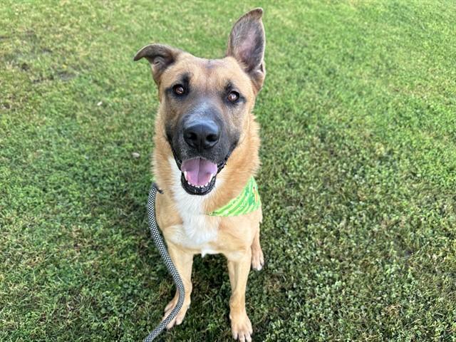 TANNER, Adoptable, Young Male German Shepherd Dog & Belgian Shepherd / Malinois.