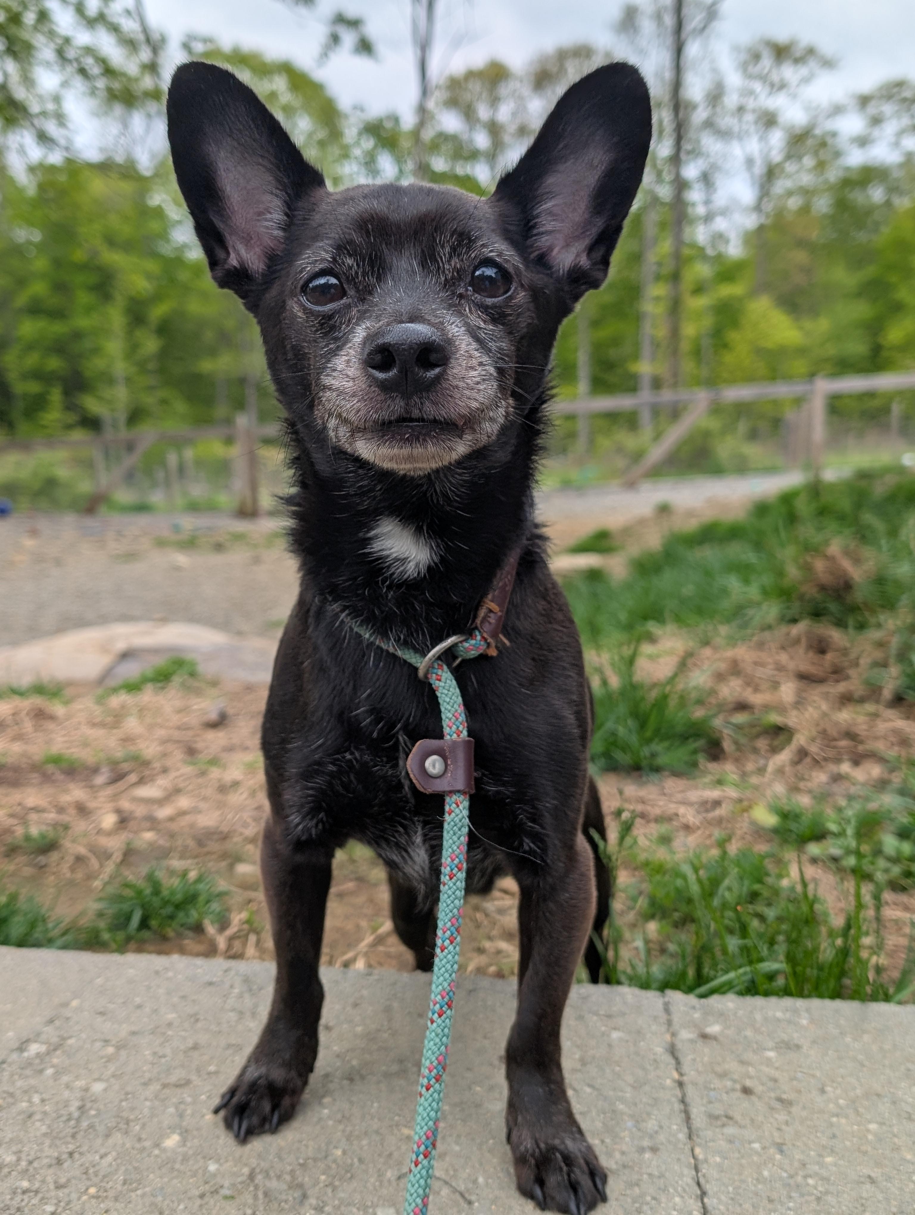 Enlarge Bradley, an adopted mixed breed in Mansfield Center, CT image 4/6