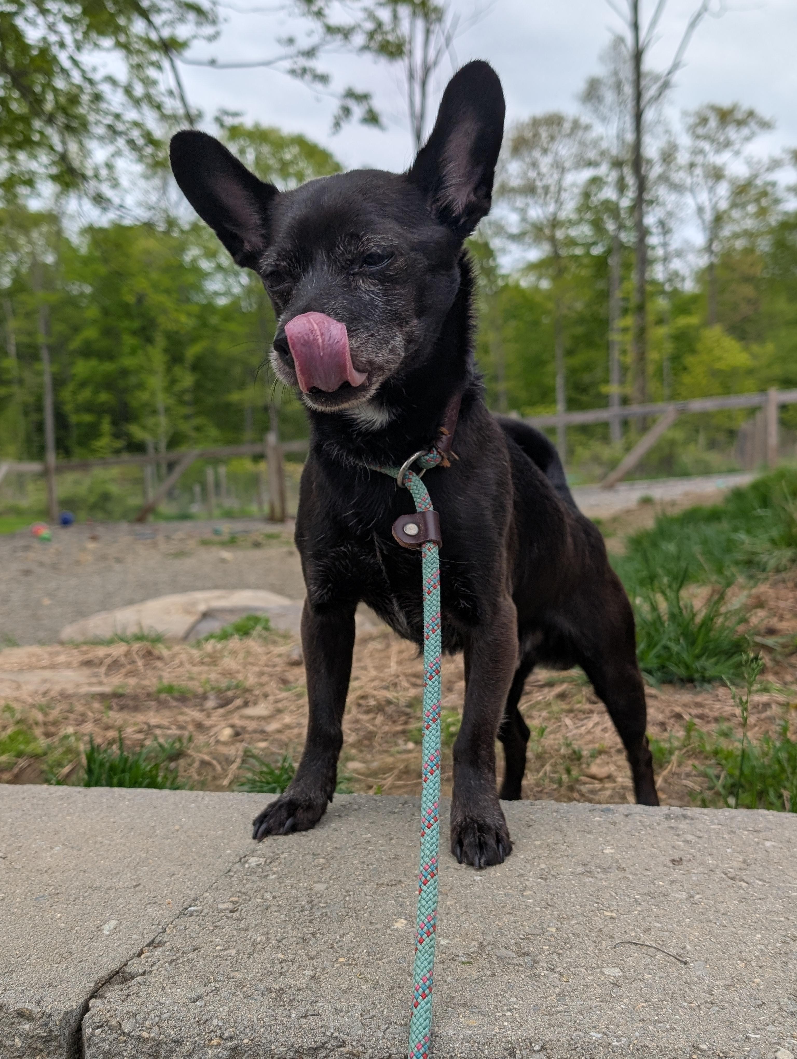 Enlarge Bradley, an adopted mixed breed in Mansfield Center, CT image 2/6