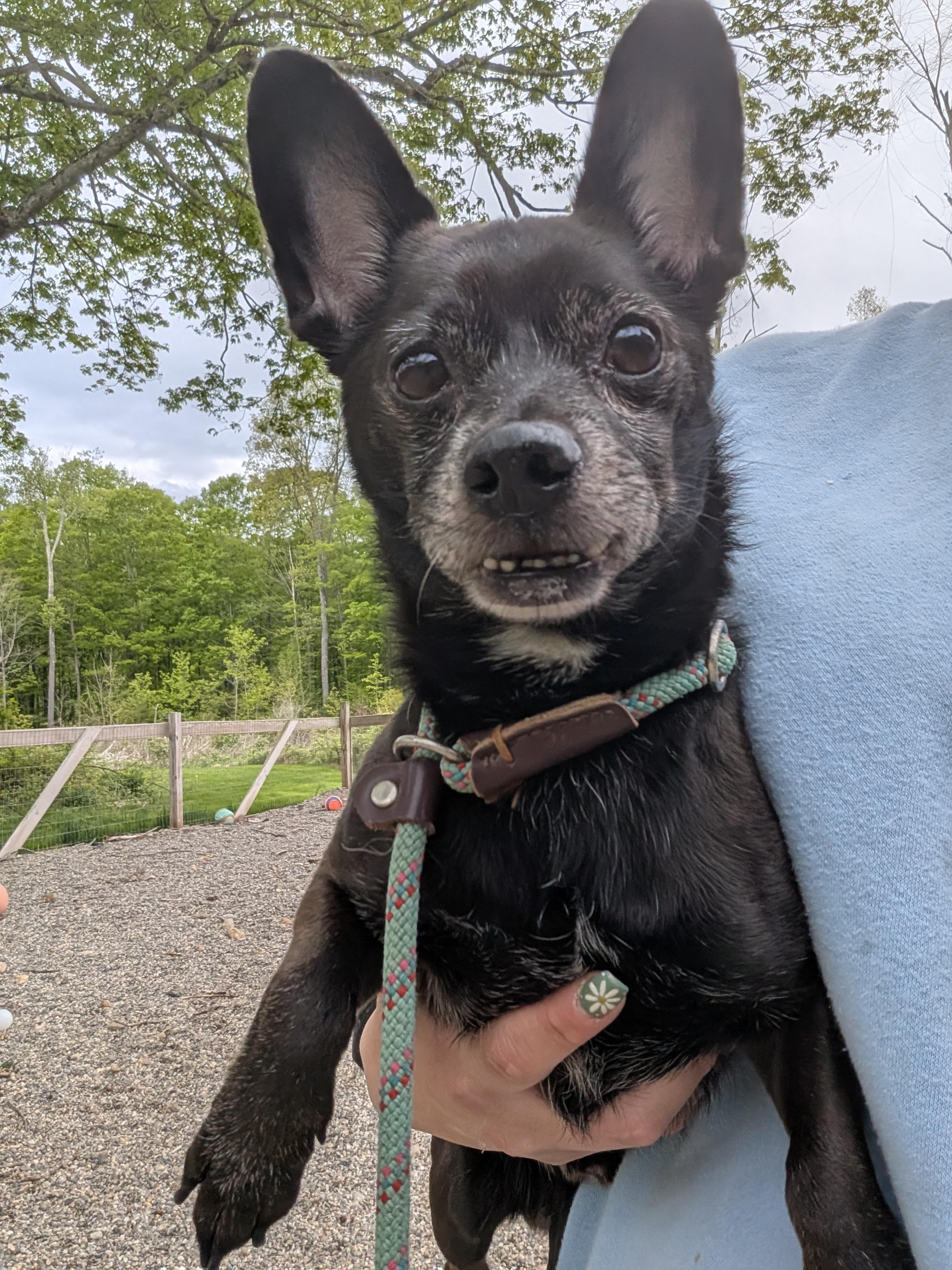 Enlarge Bradley, an adopted mixed breed in Mansfield Center, CT image 3/6