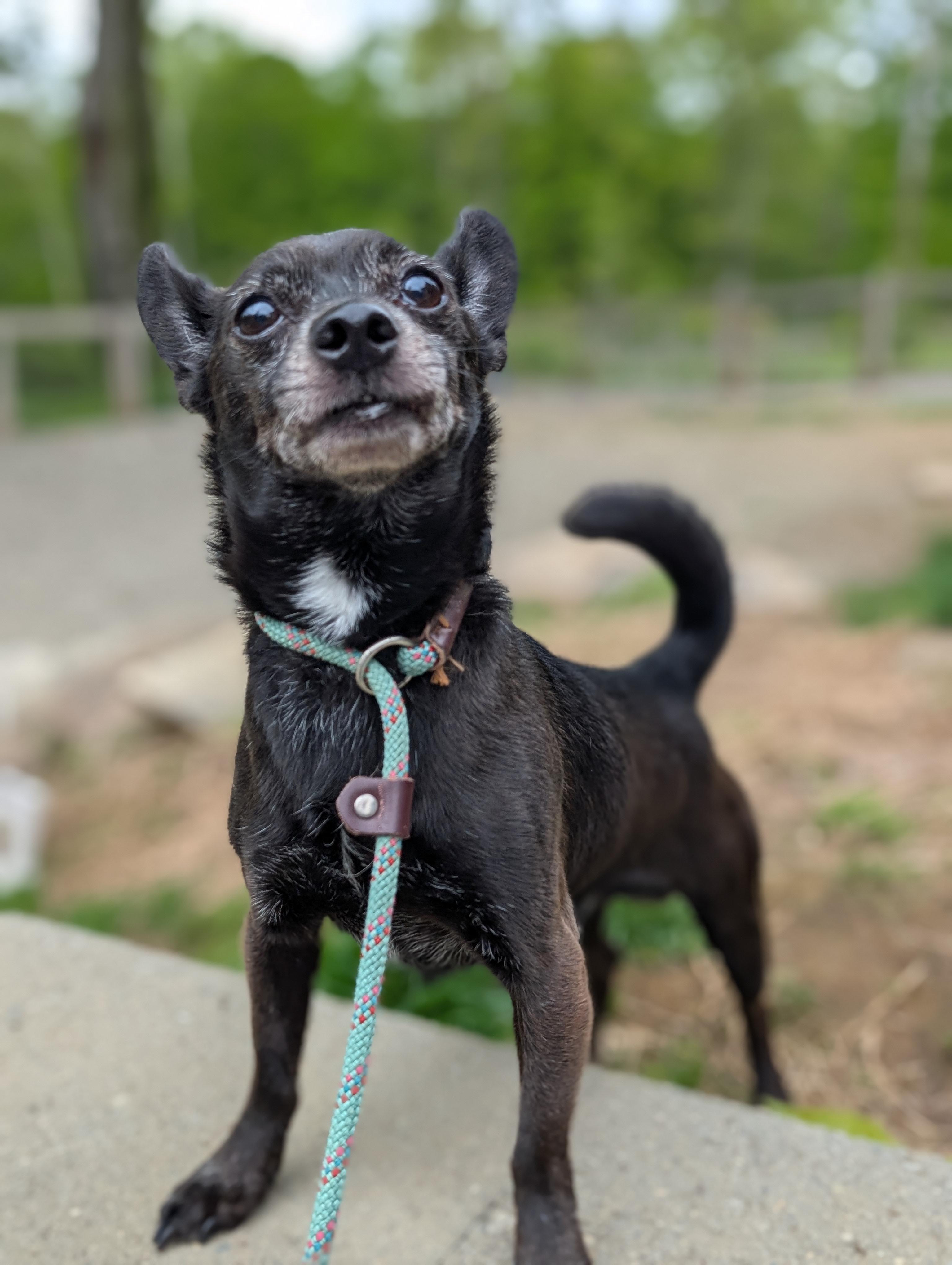 Enlarge Bradley, an adopted mixed breed in Mansfield Center, CT image 6/6