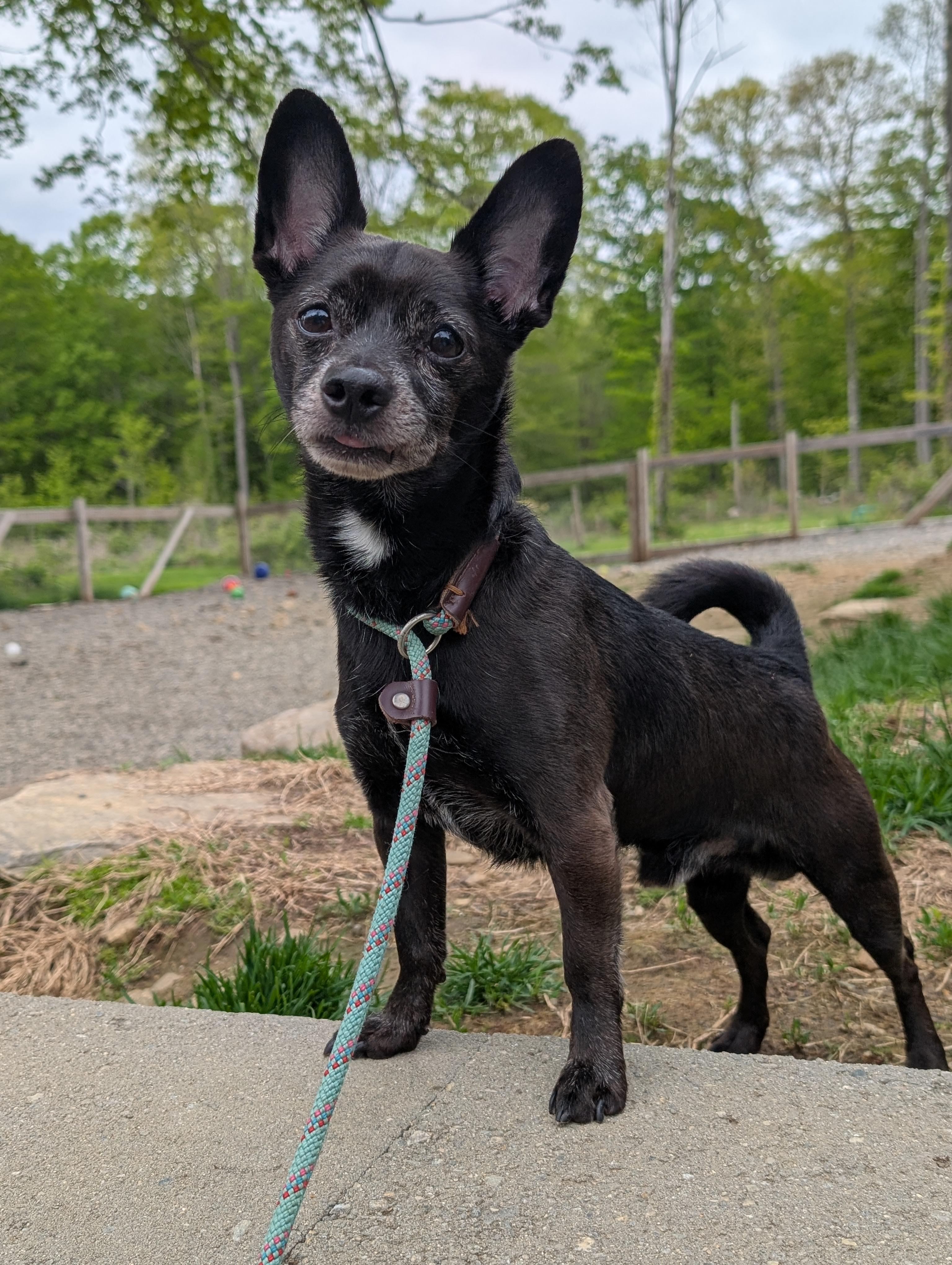 Enlarge Bradley, an adopted mixed breed in Mansfield Center, CT image 1/6