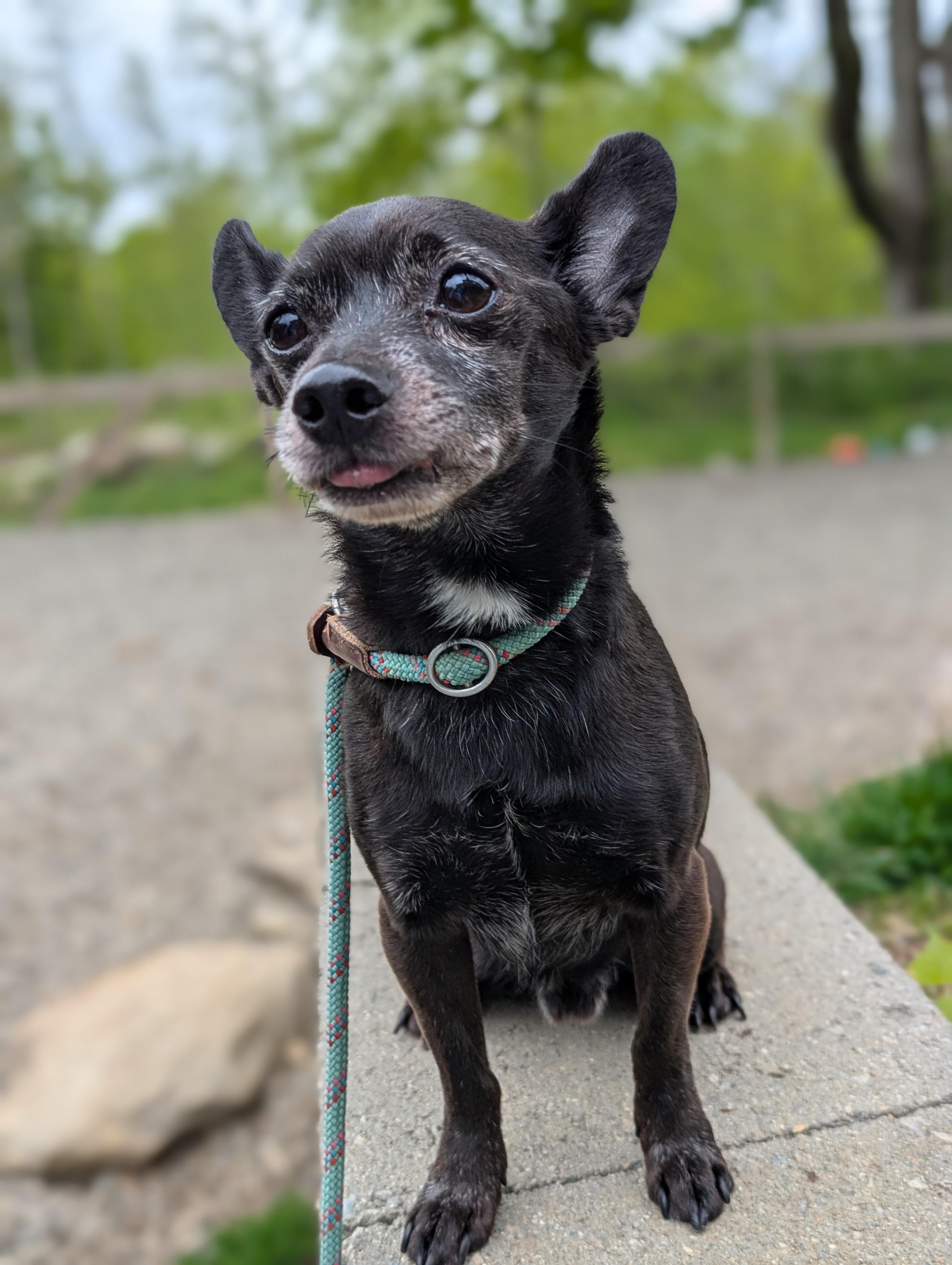 Enlarge Bradley, an adopted mixed breed in Mansfield Center, CT image 5/6