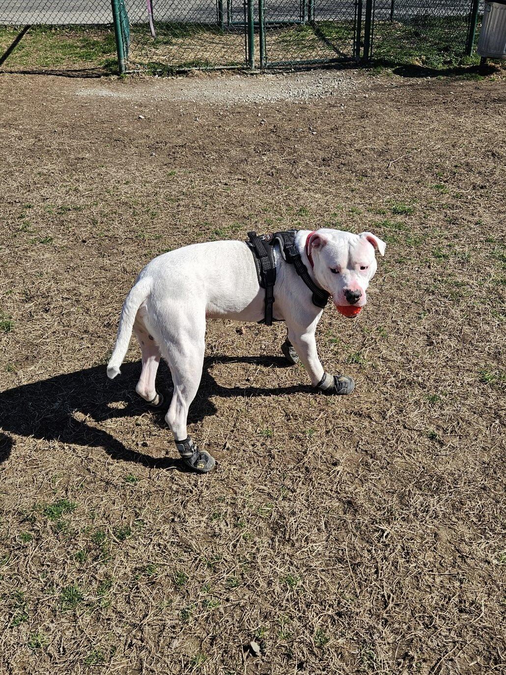 Everett, a Adoptable Pit Bull Terrier in Saluda, VA image 5/5