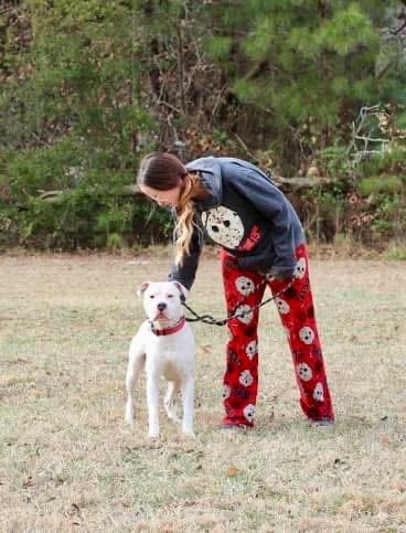 Everett, a Adoptable Pit Bull Terrier in Saluda, VA image 3/5
