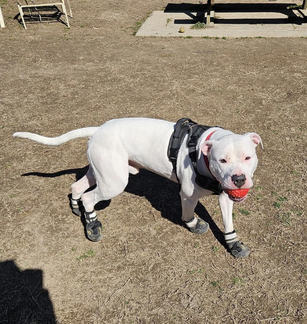 Everett, a Adoptable Pit Bull Terrier in Saluda, VA image 4/5
