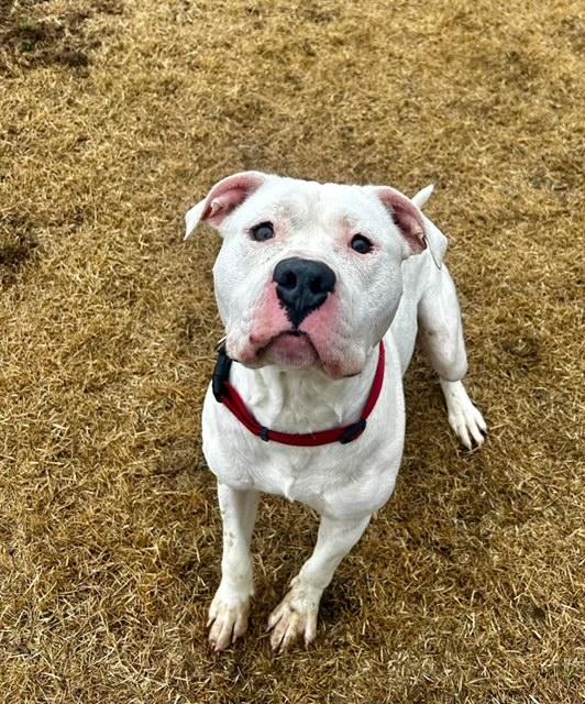 Everett, Adoptable, Young Male Pit Bull Terrier.