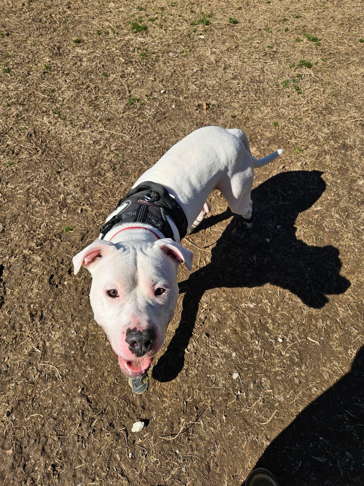 Everett, a Adoptable Pit Bull Terrier in Saluda, VA image 2/5