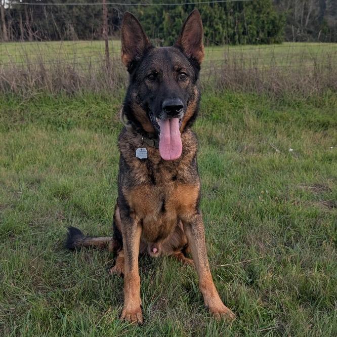 Enlarge Zeus, a Adoptable German Shepherd Dog in Fort Bragg, CA image 1/4