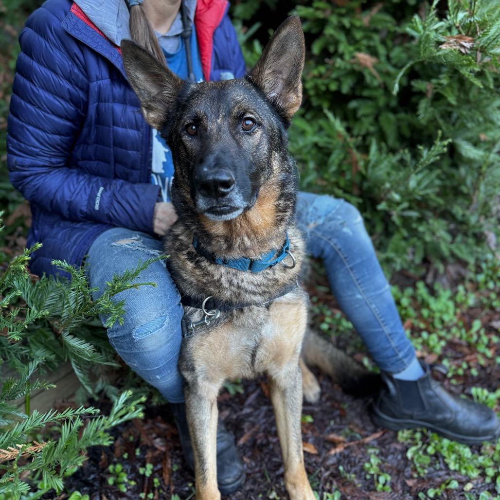Enlarge Zeus, a Adoptable German Shepherd Dog in Fort Bragg, CA image 4/4