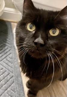 Princess SJ (Courtesy), Adoptable, Adult Female Domestic Short Hair.