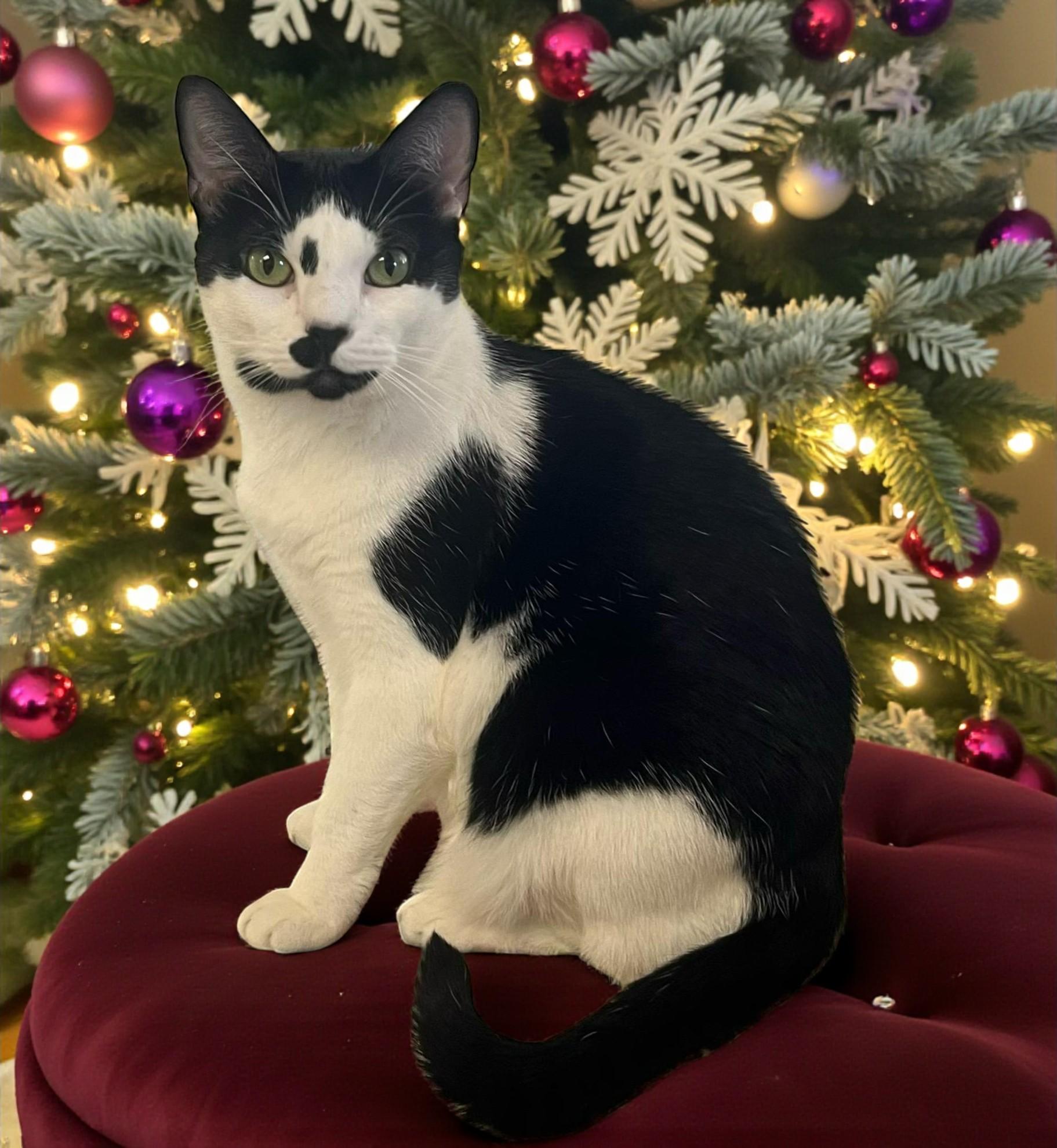 Twylite, a Adoptable Tuxedo in Hillsboro, TX image 2/6