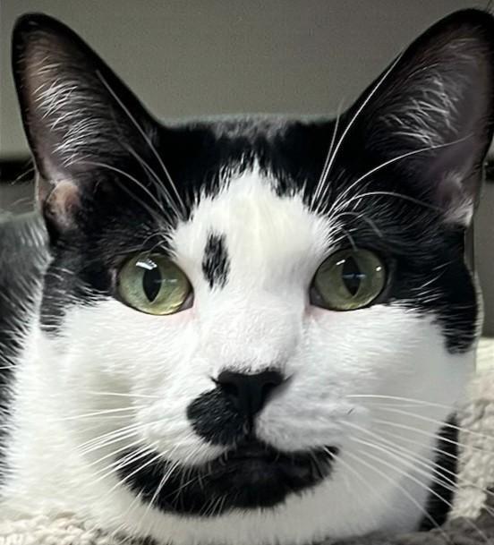 Twylite, a Adoptable Tuxedo in Hillsboro, TX image 3/6