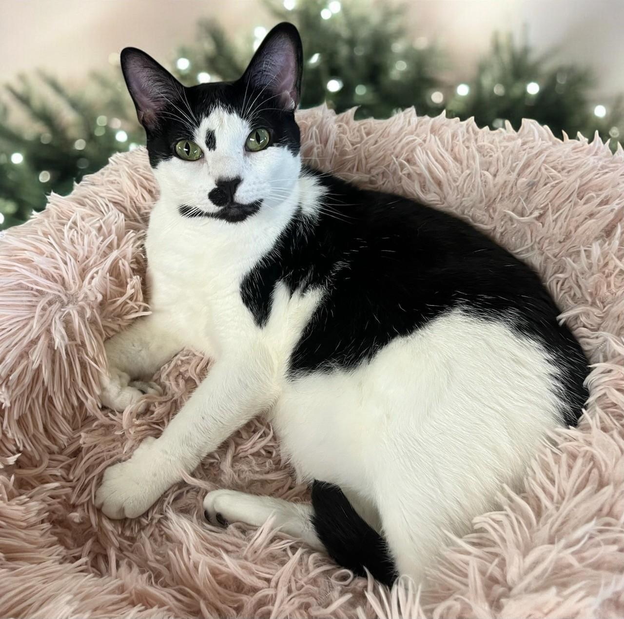 Twylite, a Adoptable Tuxedo in Hillsboro, TX image 4/6