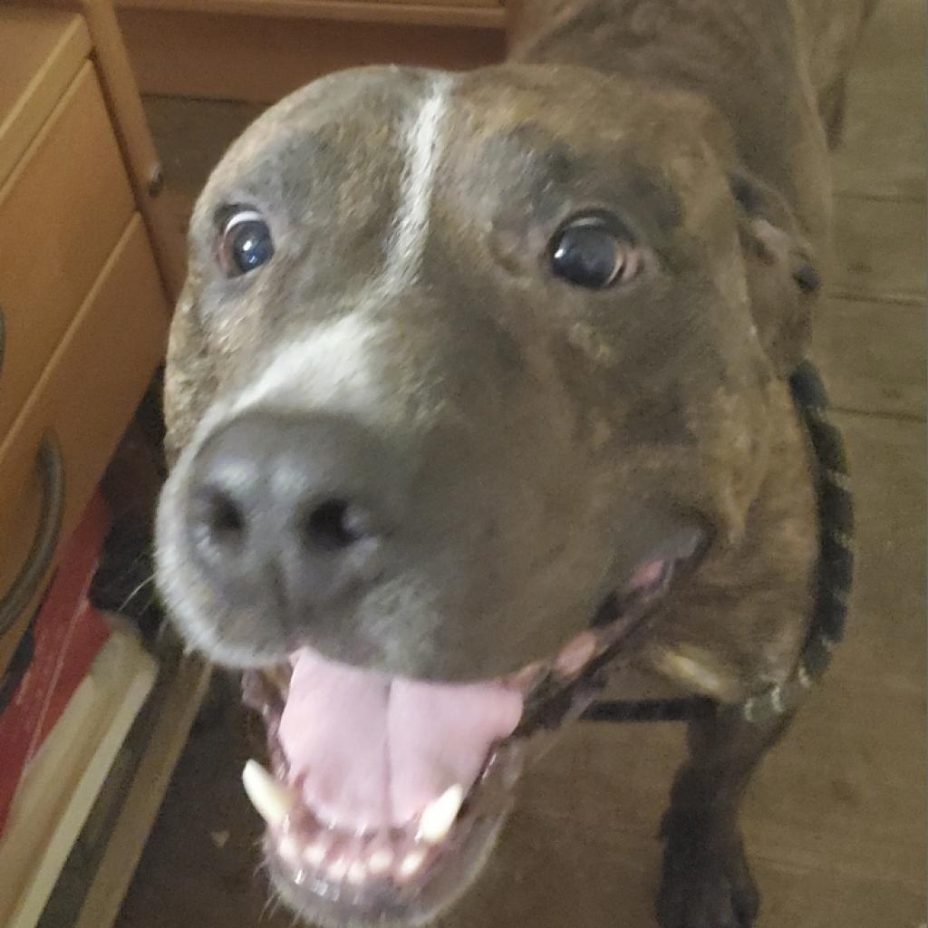 Trooper, a Adoptable Pit Bull Terrier in Bealeton, VA image 3/3