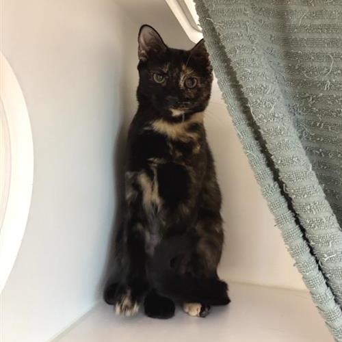 Enlarge Bindi, a Adoptable Domestic Short Hair in Phoenix, AZ image 1/1