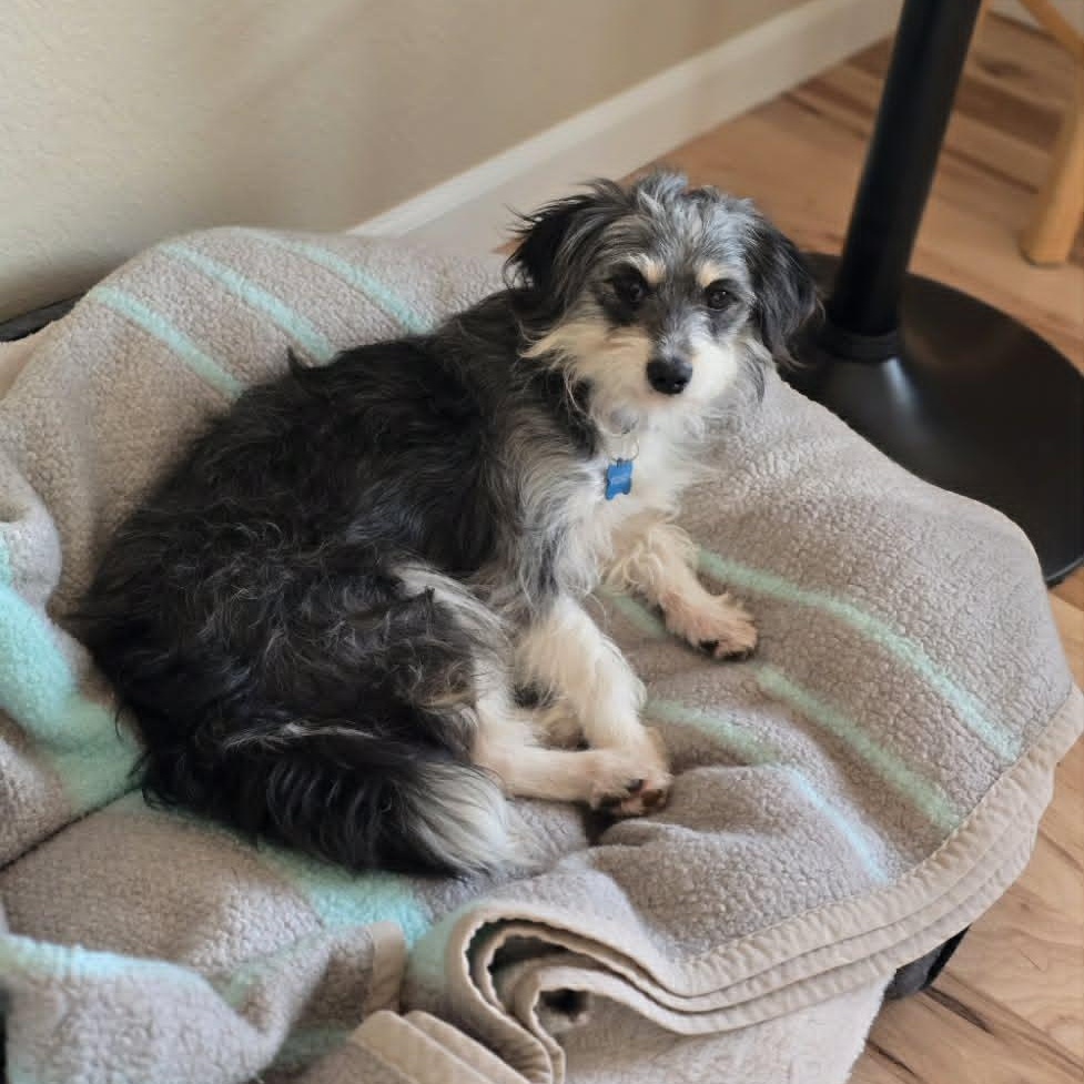 WILMA, an adopted mixed breed in Loveland, CO image 3/5
