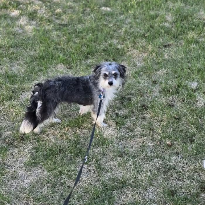 WILMA, an adopted mixed breed in Loveland, CO image 2/5