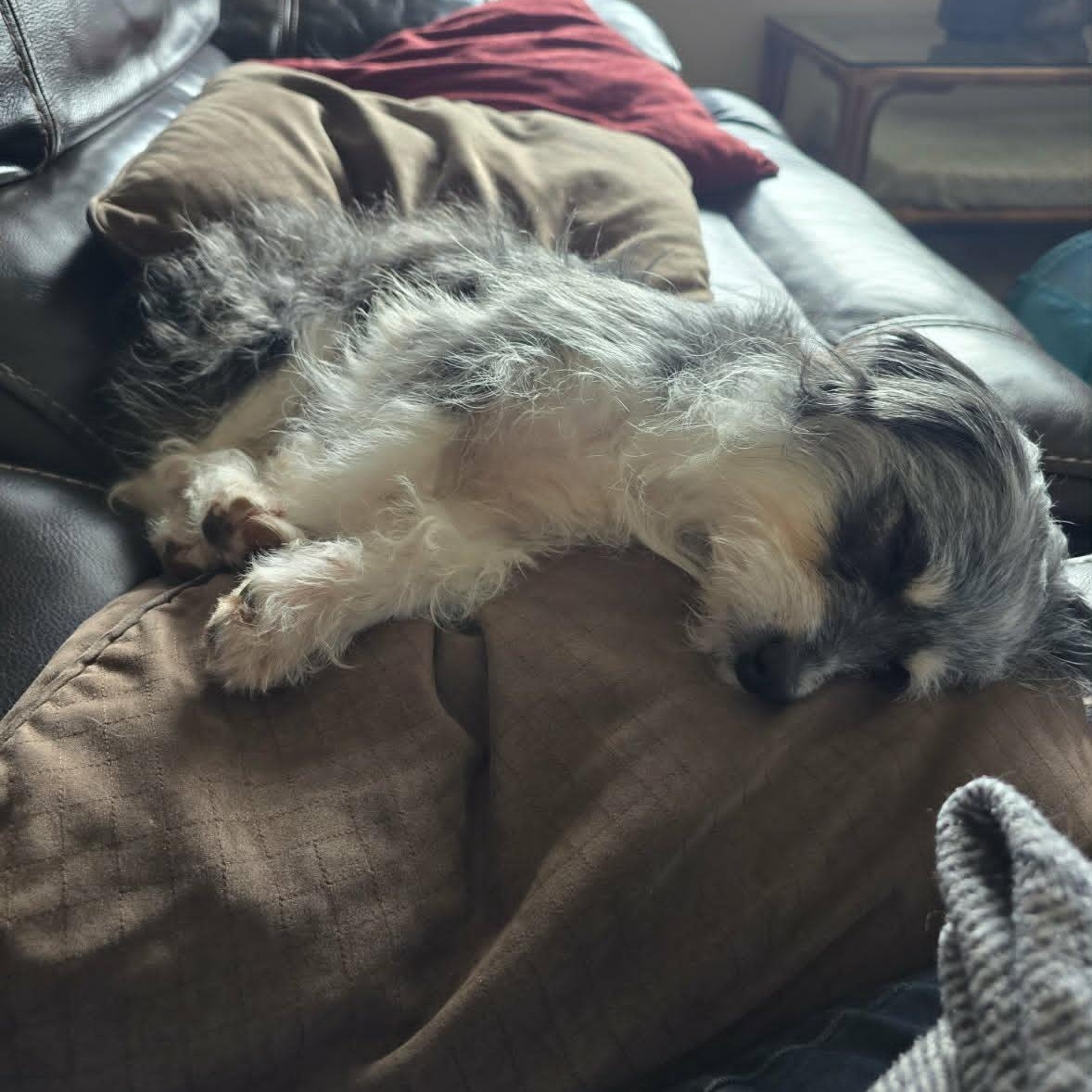 WILMA, an adopted mixed breed in Loveland, CO image 5/5
