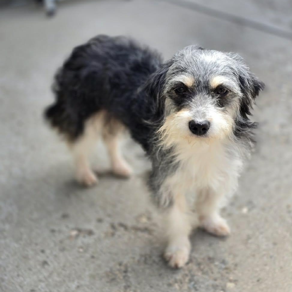 WILMA, an adopted mixed breed in Loveland, CO image 4/5