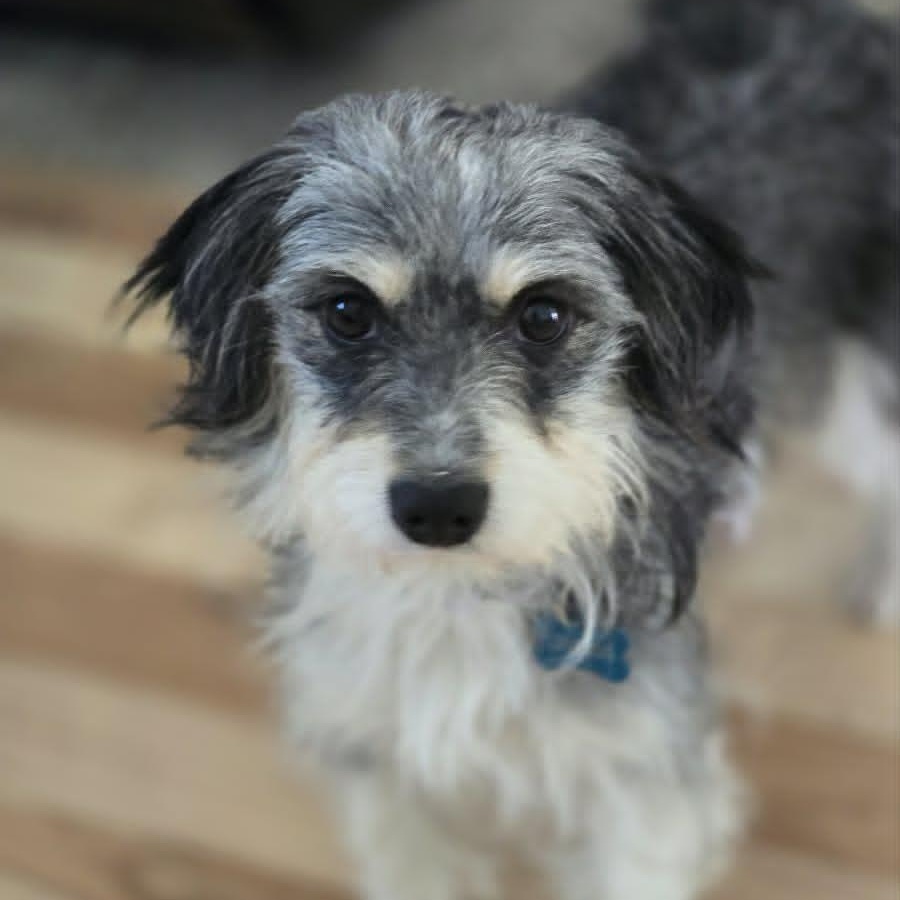WILMA, an adopted mixed breed in Loveland, CO image 1/5