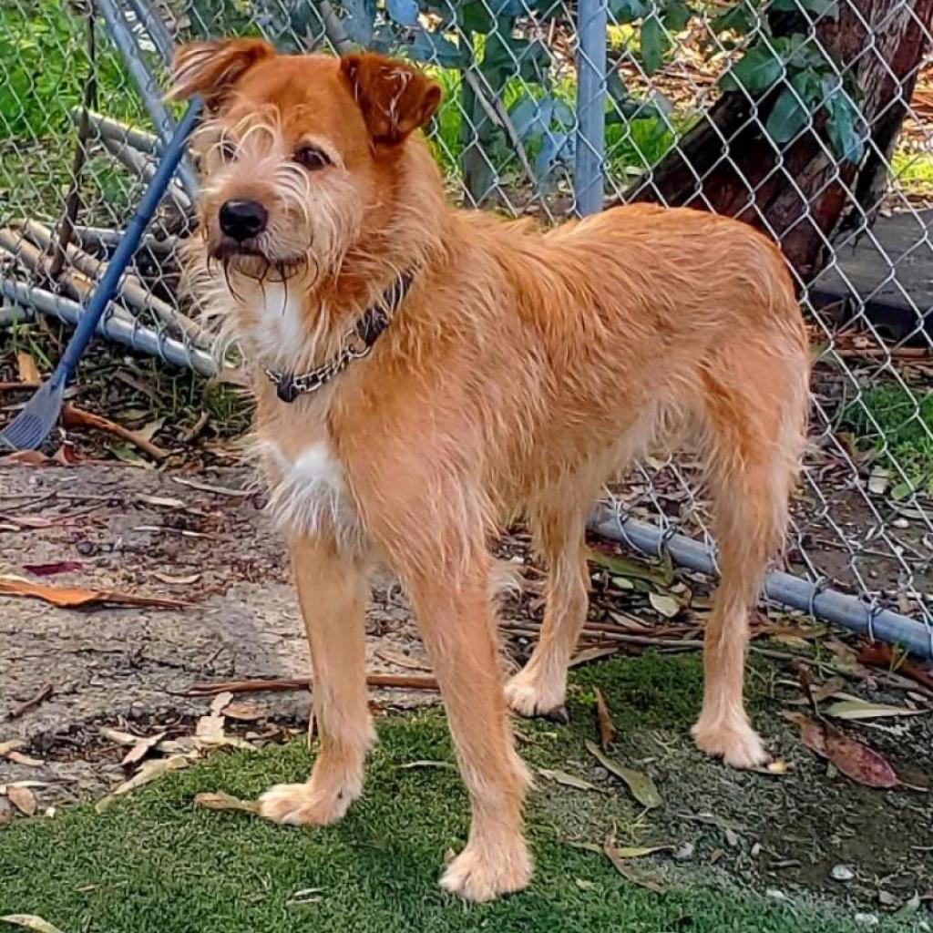 Pepe, Adoptable, Senior Male Terrier & Mixed Breed.