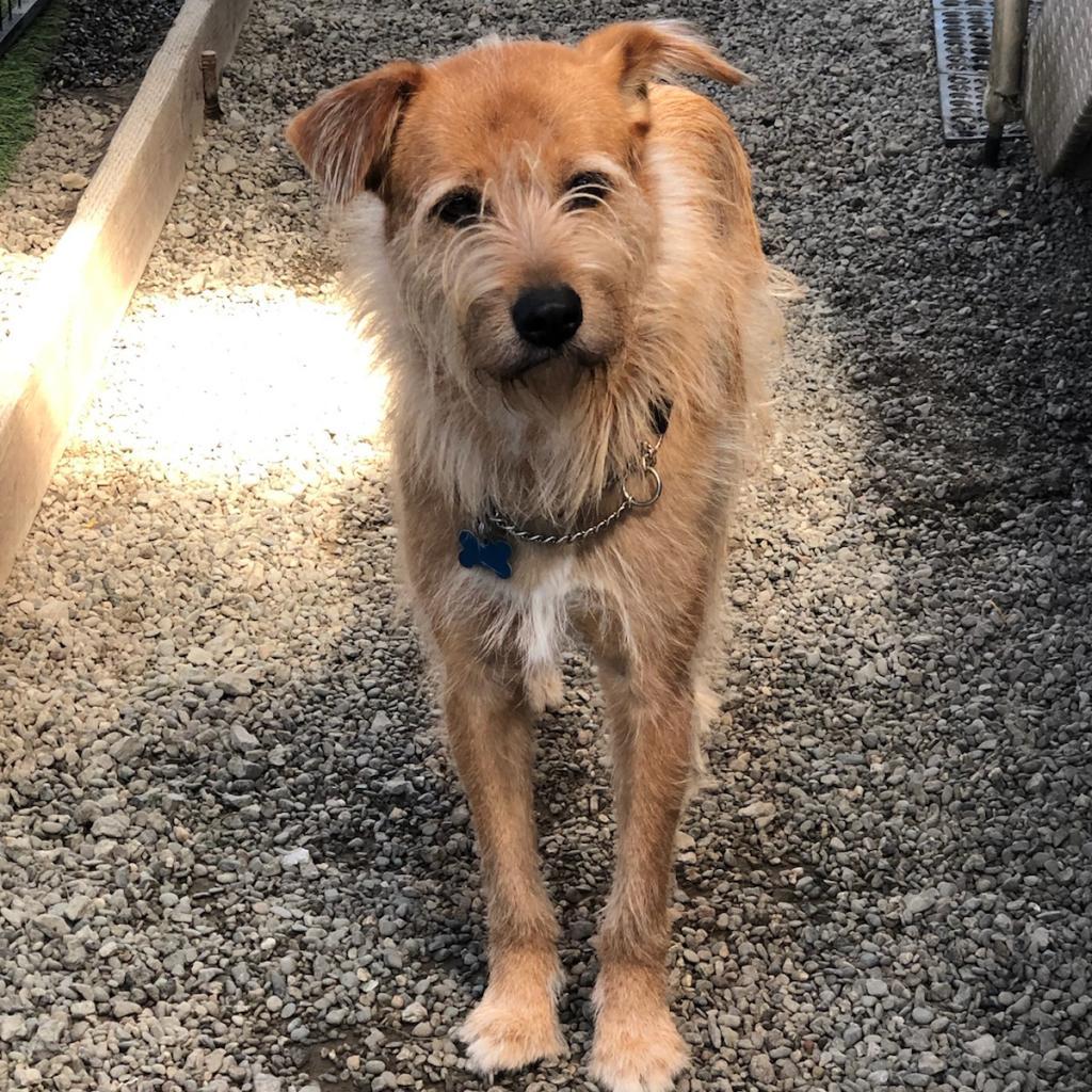 Enlarge Pepe, a Adoptable mixed breed in San Pablo, CA image 3/6