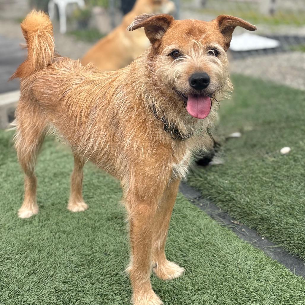 Enlarge Pepe, a Adoptable mixed breed in San Pablo, CA image 2/6