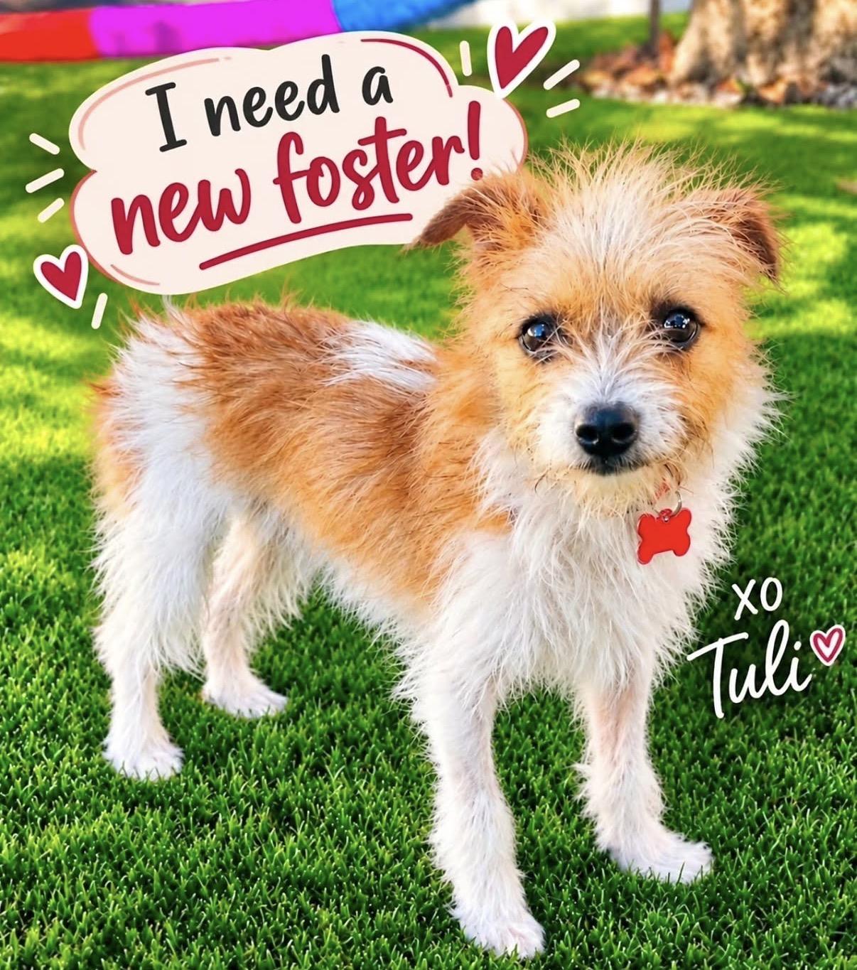 Tuli - Will you foster me, Adoptable, Young Female Yorkshire Terrier & Jack Russell Terrier.