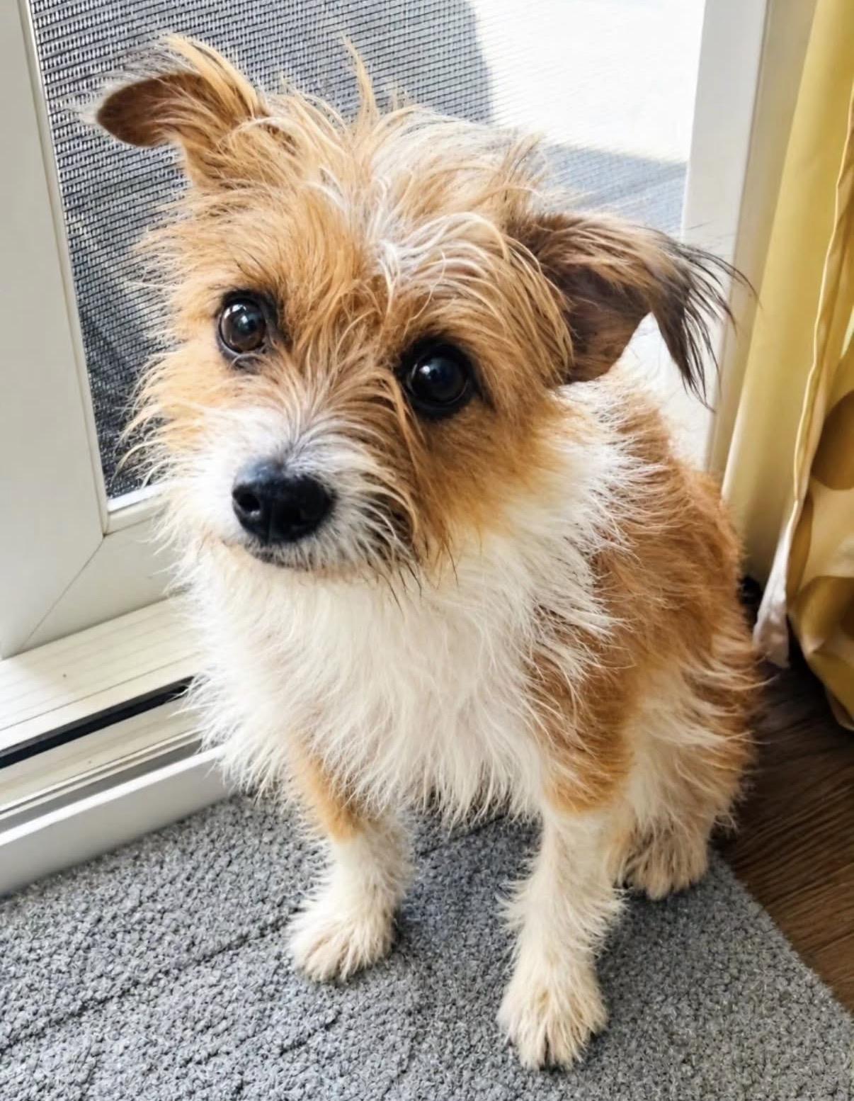 Enlarge Tuli - Will you foster me, a Adoptable mixed breed in Corona, CA image 2/2