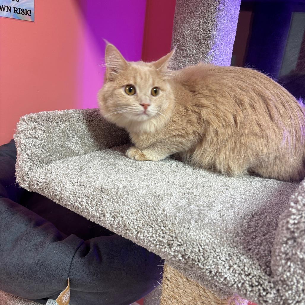 Buxton — thumbnail 2