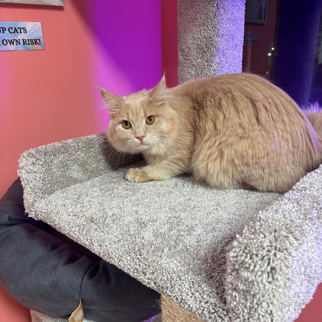 Buxton — thumbnail 3