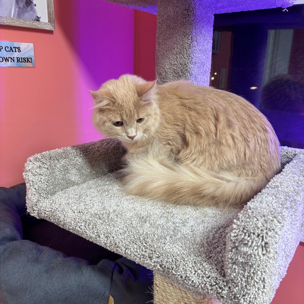 Buxton — thumbnail 4