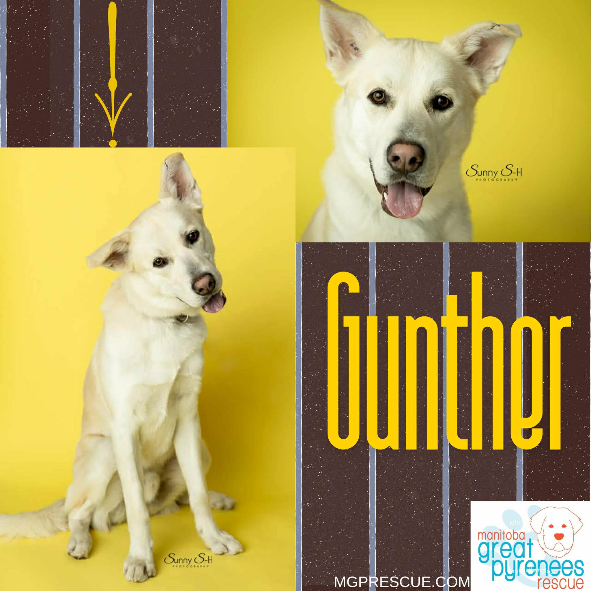 Enlarge Gunther, a ADOPTABLE mixed breed in New Bothwell, MB image 1/2