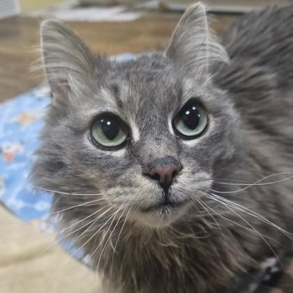 Gracie
