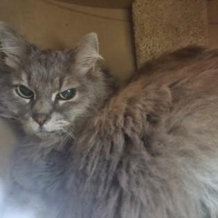 Gracie
